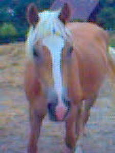 Obrazek
