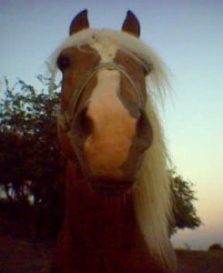 Obrazek